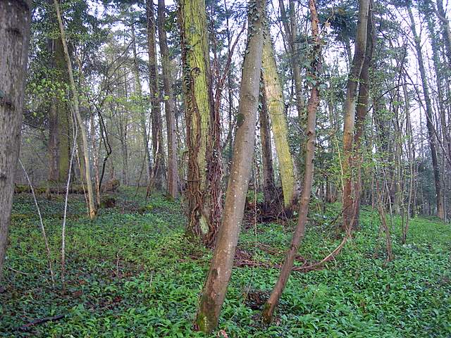 Alla ricerca della spugnola acuminata